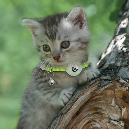 Collier GPS Chat