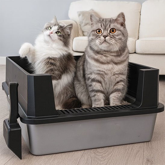 Bac à litière Chat