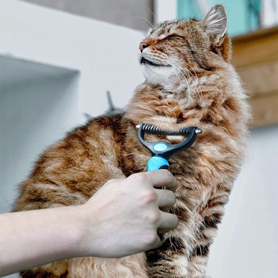 Brosse pour Chat