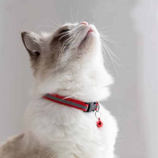Collier Chat