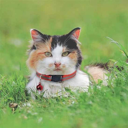 Collier Chat