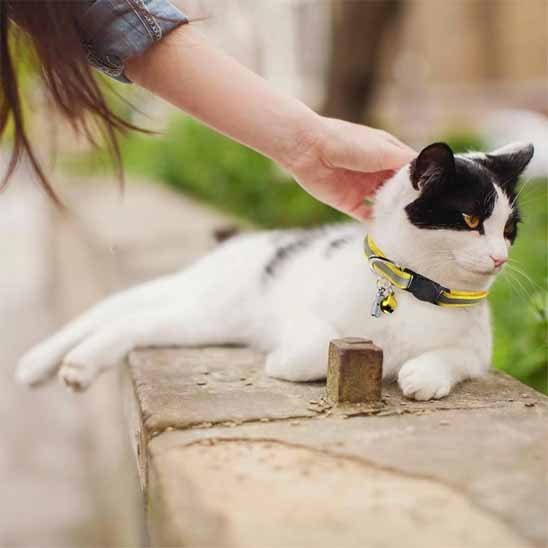 Collier Chat