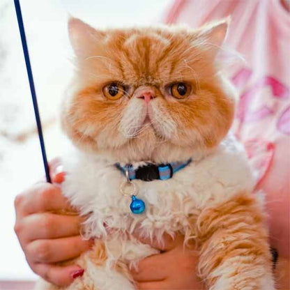 Collier Chat