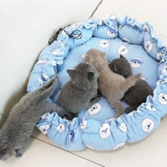Coussin Chat Bleu ciel