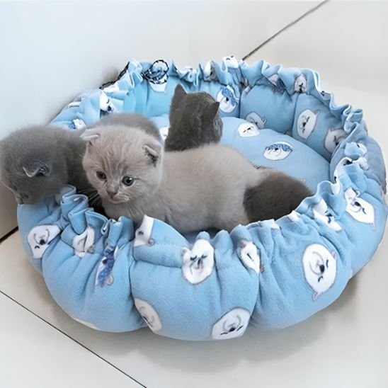 Coussin Chat Bleu ciel