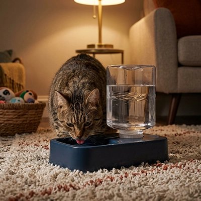 Distributeur eau pour chat
