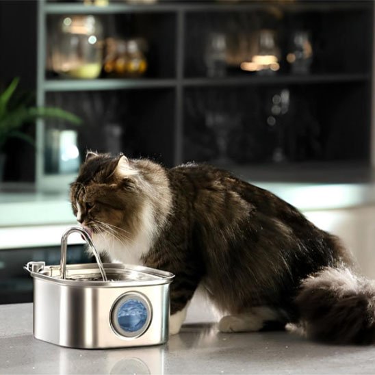 Fontaine a eau Chat
