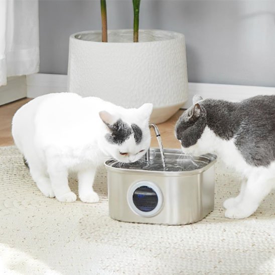 Fontaine a eau Chat