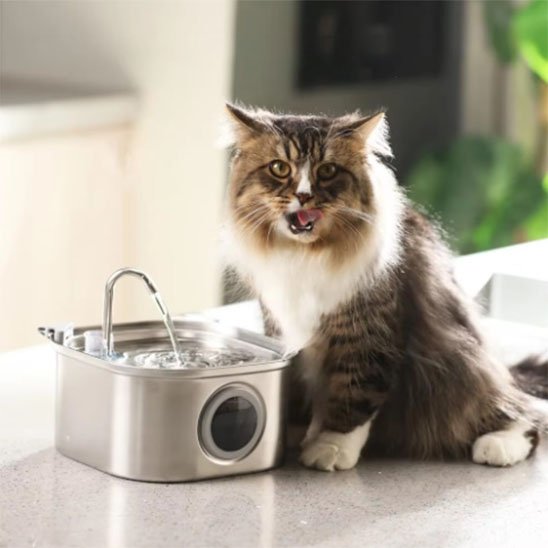 Fontaine a eau Chat