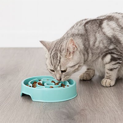 Gamelle anti glouton Chat
