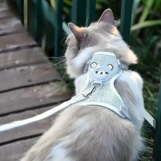Harnais Chat