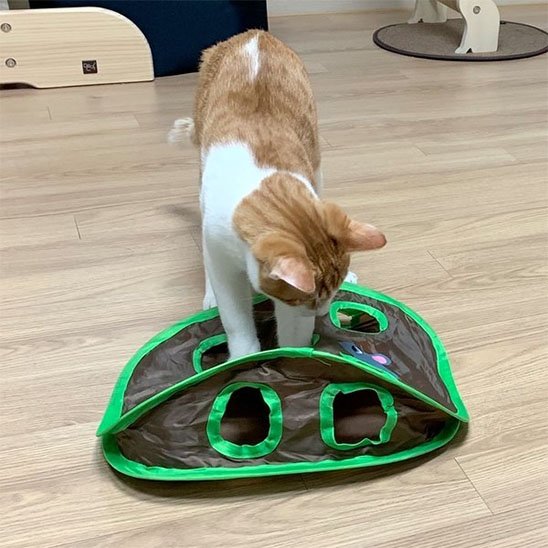 Jeu Chat