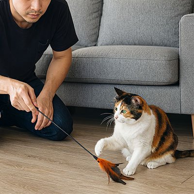 Jeu pour Chat