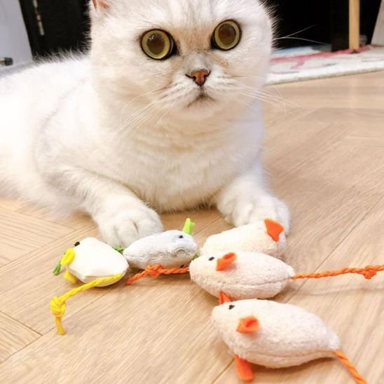 Jouet Chat