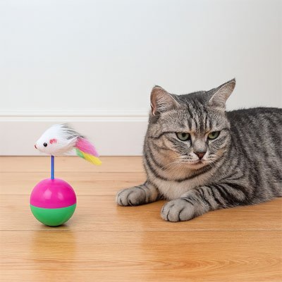 Jouet Chat