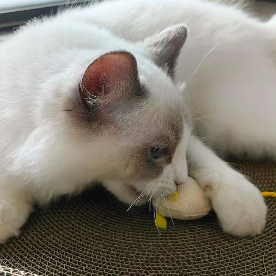 Jouet Chat