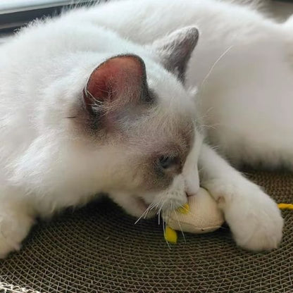 Jouet Chat