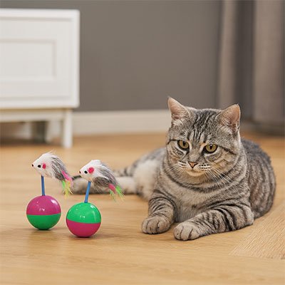 Jouet Chat