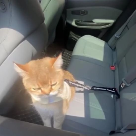 Laisse pour Chat