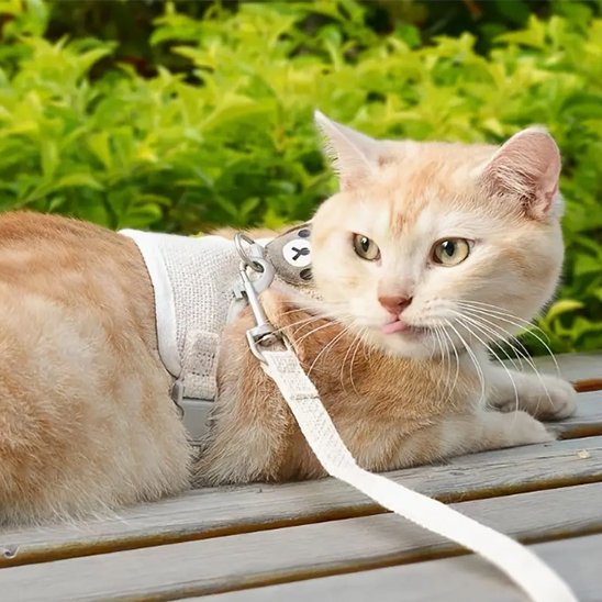 Laisse pour Chat