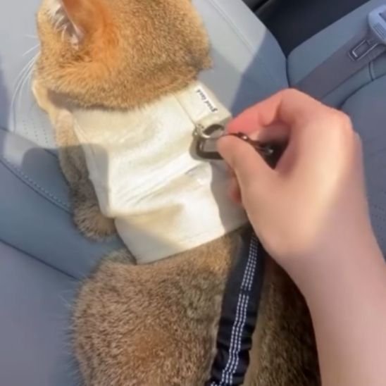 Laisse pour Chat