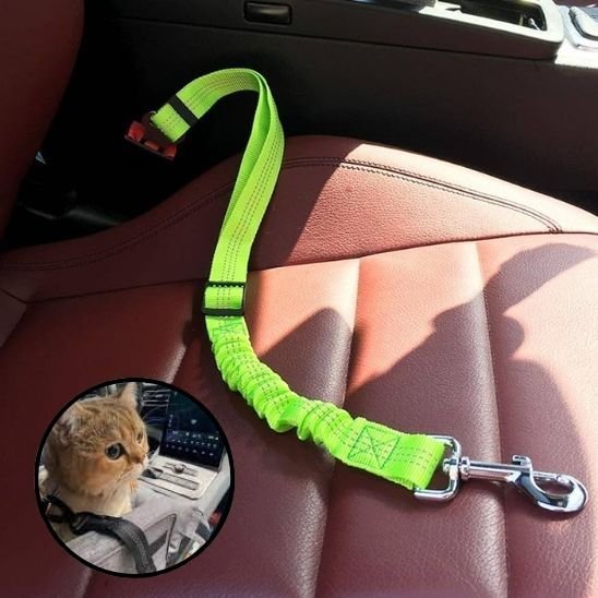 Laisse pour Chat