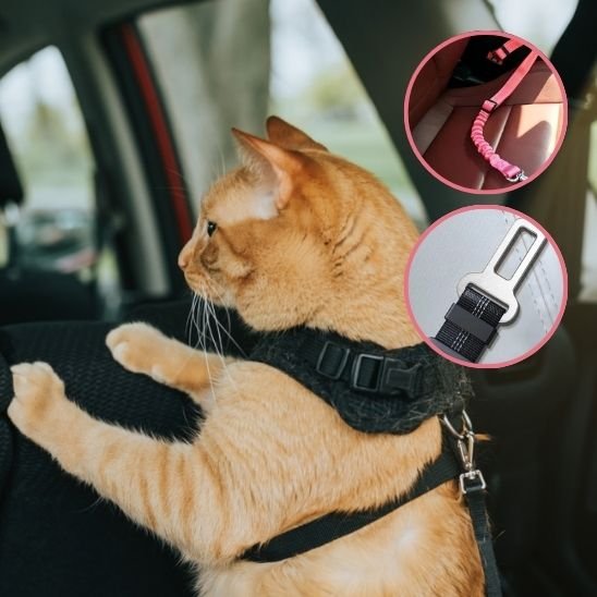 Laisse pour Chat